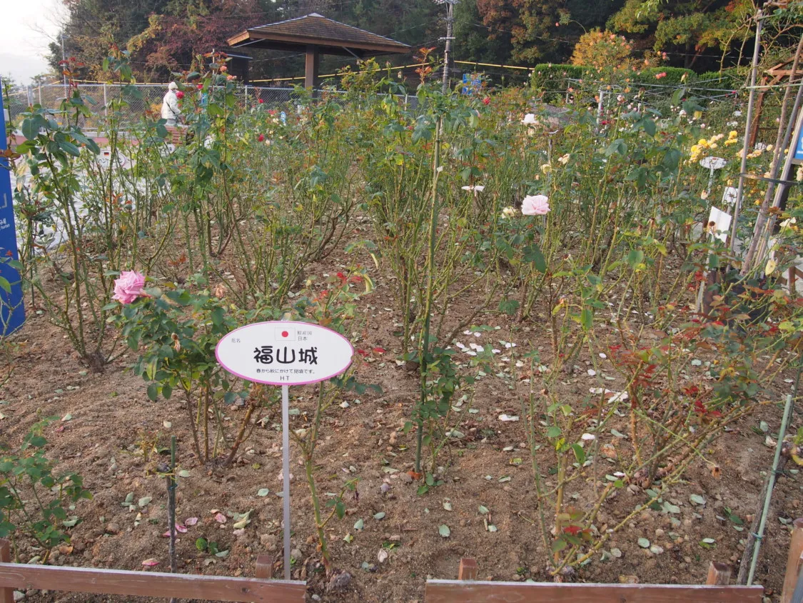 福山SA上り バラ園の福山城